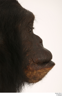 Chimpanzee Bonobo eye face mouth nose 0003.jpg
